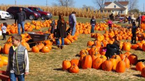 People are looking at bright orange pumpkins piled in rows in a field on a farm