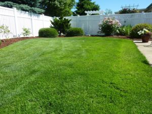 An expanse of green lawn in a suburban back yard.