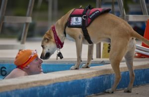An assistance dog leans down towards a swimmer in the water at the side of the pool. Inclusive art, sport and recreation.
