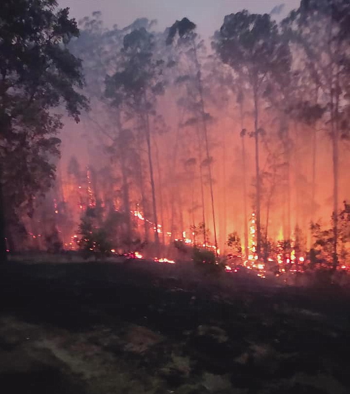 A nighttime view of a major bushfire. The bright orange and red glow of the fire is reaching into the tops of the trees.