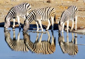 Three zebras are drinking from the edge of the water. Their reflections are easy to see.