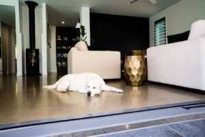 A white Labrador dog sleeps in front of level access to the alfresco. NSW said no.