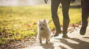 A small white dog being walked on a path at Sandilands.